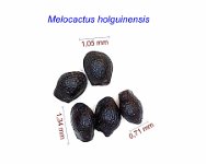 Melocactus holguinensis.jpg